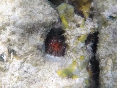 Rock boring urchin